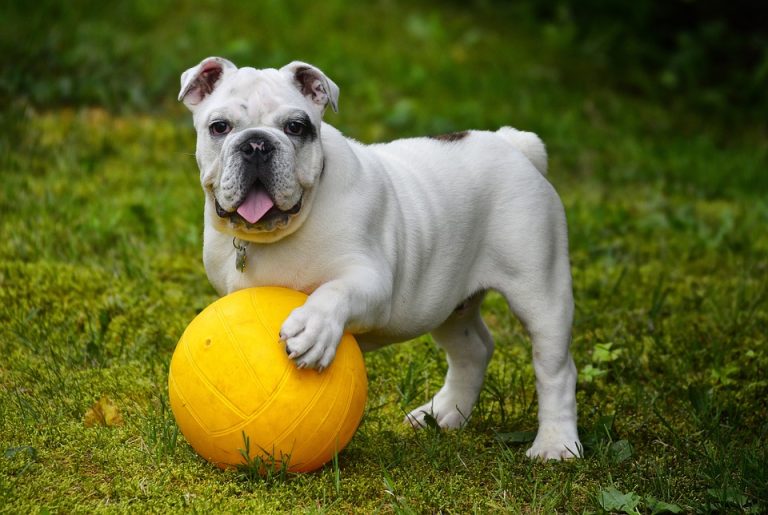 Englische Bulldoggen Welpen – Alles, was Sie über die ersten Lebensmonate wissen müssen