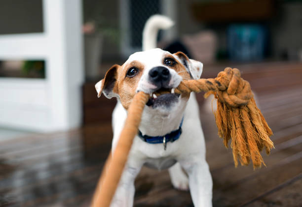 Spielzeug für große Hunde im Vergleich: Größe, Material und Belastbarkeit