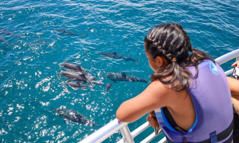 Alles über die Delfin Tour Hurghada: Speedboot, Dolphin House, Schnorcheln und wichtige Hinweise